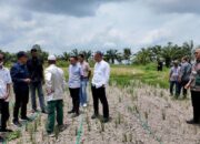 Plt Kadistanbun Aceh Tinjau Penanaman Padi Gogo di Aceh Utara, Apresiasi Petani Bangkit Pasca Bencana