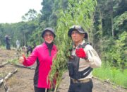 Kapolda Aceh Turun Langsung Musnahkan Ladang Ganja di Lampanah