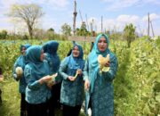 Cerita Tiga Srikandi, Panen Melon hingga Menikmati Tempe Koro