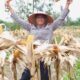 Kapolda Aceh Hadiri Panen Raya Jagung Serentak Kuartal II dan Salurkan Bibit Jagung kepada Kelompok Tani di Aceh Singkil