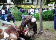 Sambut Hari Raya idul Adha, Kodam IM Potong 23 Ekor Hewan Qurban