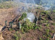 Tim Gabungan Kodam Iskandar Muda Musnahkan Sekitar 50 Hektare Ladang Ganja di Kawasan Hutan Lindung Nagan Raya