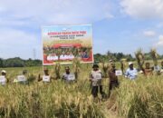 Panen Raya Padi di Padang Mancang Aceh Barat, Plt Kadistanbun Aceh Sampaikan Pernyataan Gubernur Mualem